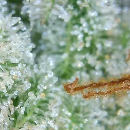 you can see the trichome covering, nice and frosty!